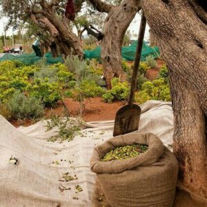 355cd9ab34feb593a0acaf493b8eaeac