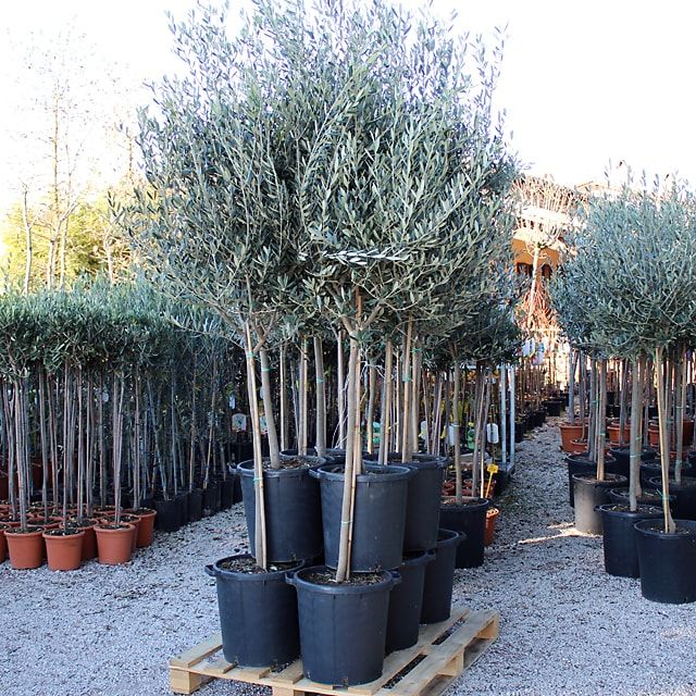 8515e1cda3e42b09e6feecdc92e69431